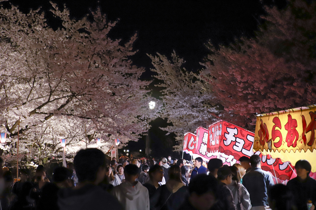 夜桜花見