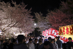 夜桜花見