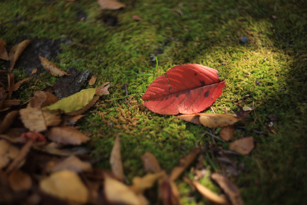 落ち葉
