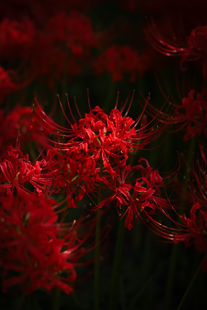 彼岸花