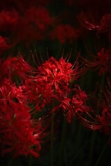 彼岸花