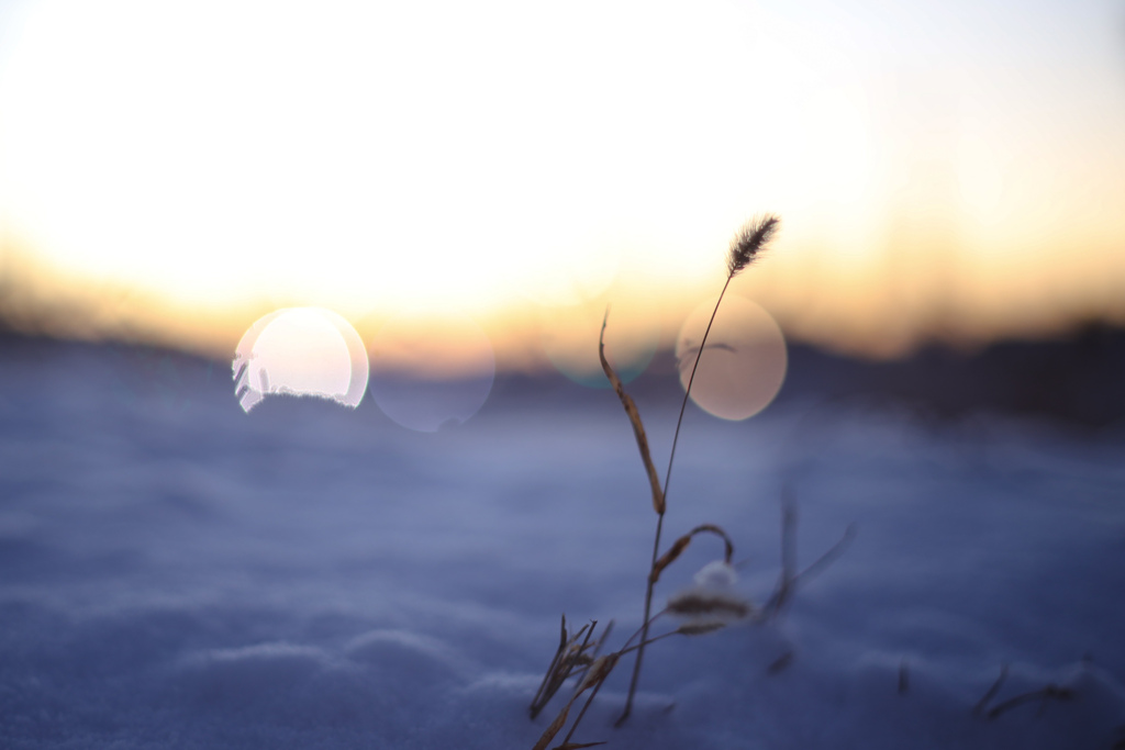 ねこじゃらしとヘッドライトぼけ