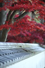 もみじと白壁