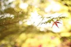 色づきはじめ。