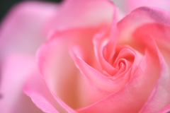 薔薇の花弁