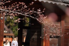 あと数日もすれば…