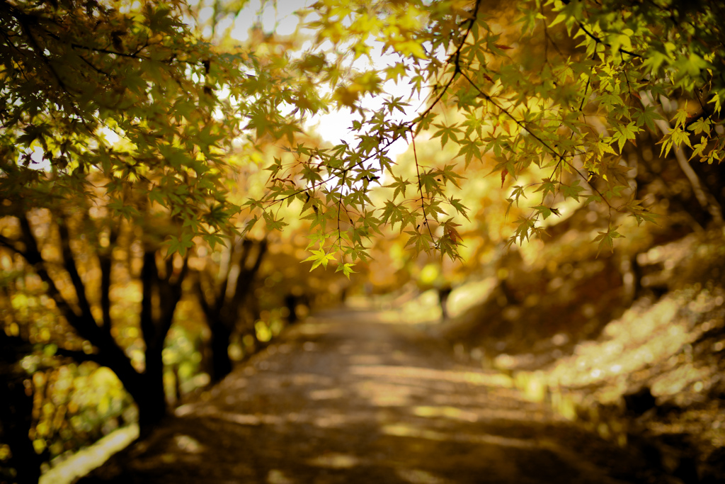 もみじ遊歩道