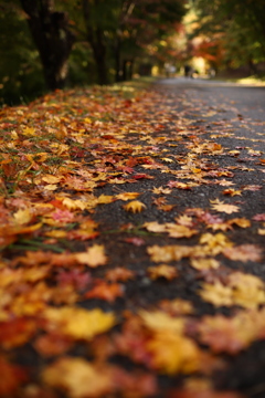落ち葉遊歩道