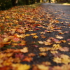 落ち葉遊歩道