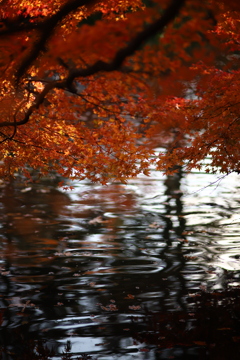 水辺と紅葉