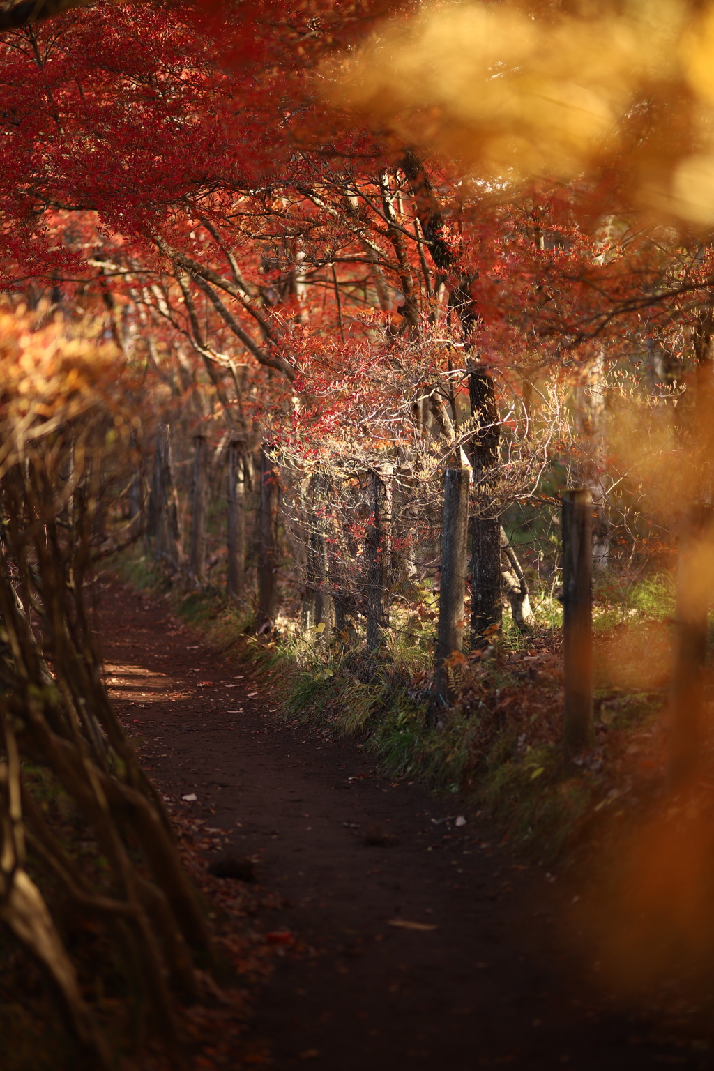 紅葉小路