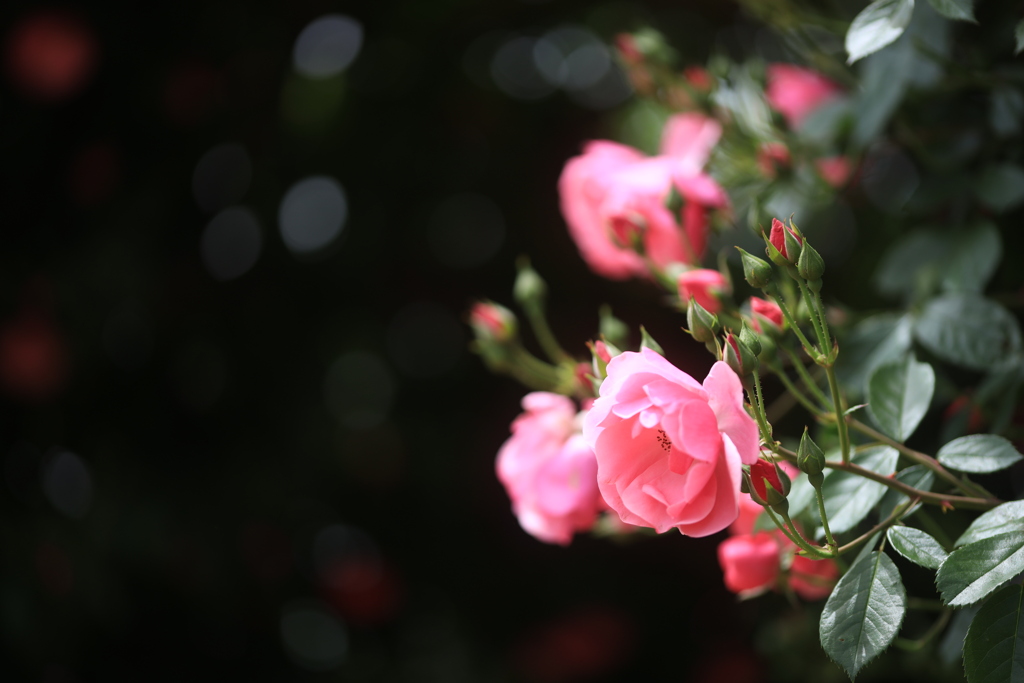 ピンク色な薔薇