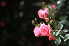 ピンク色な薔薇