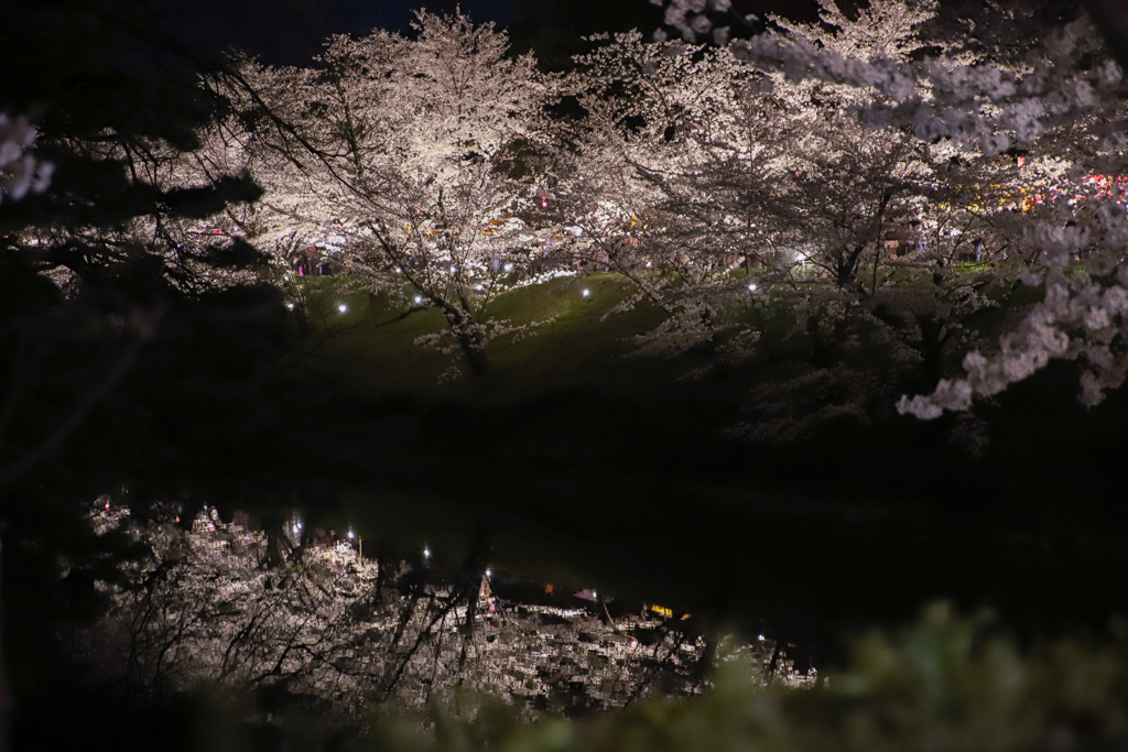 夜桜ライトアップ