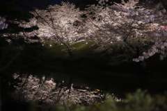 夜桜ライトアップ