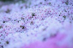 芝桜