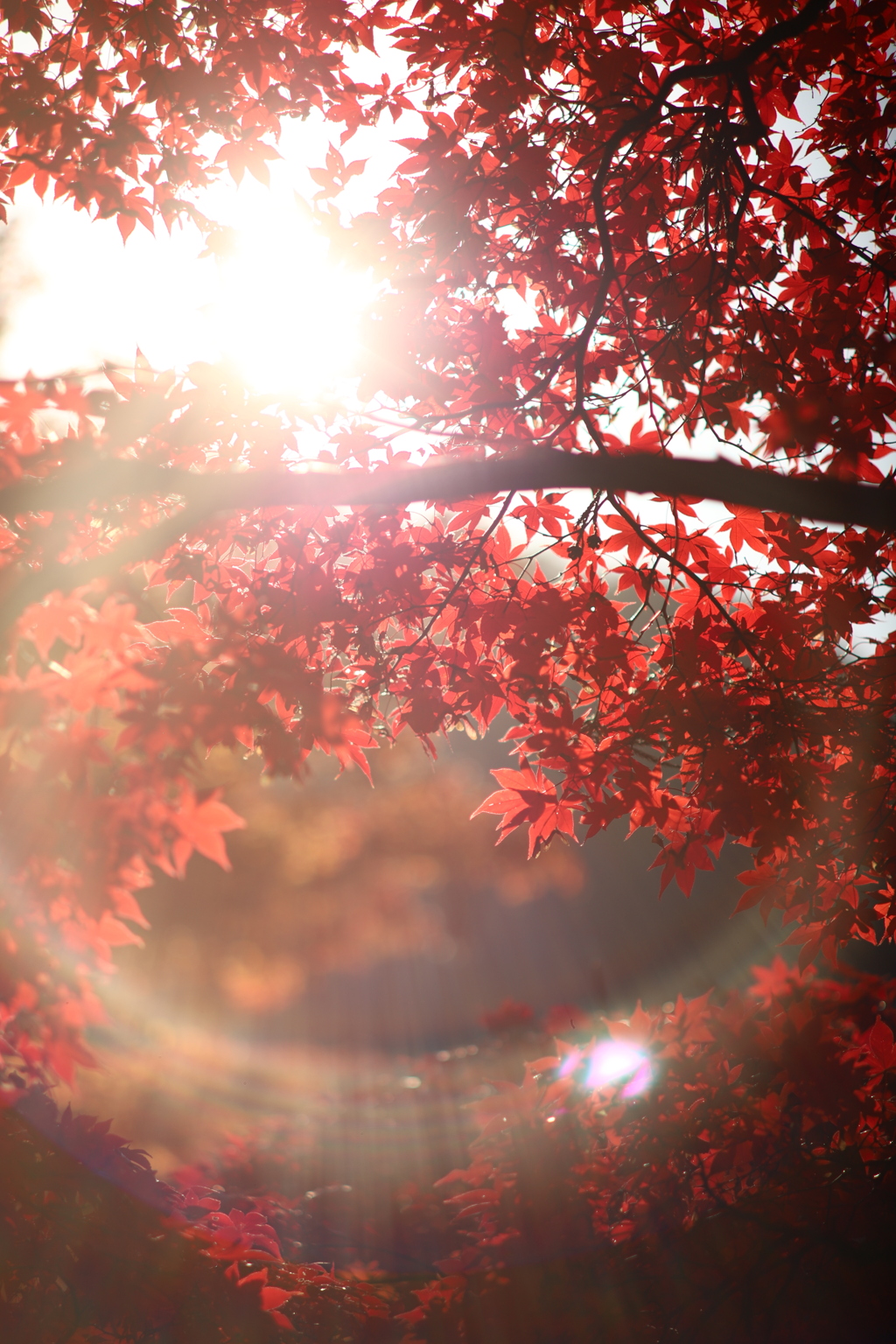 紅葉エモショット狙い模索中。