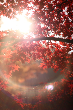 紅葉エモショット狙い模索中。