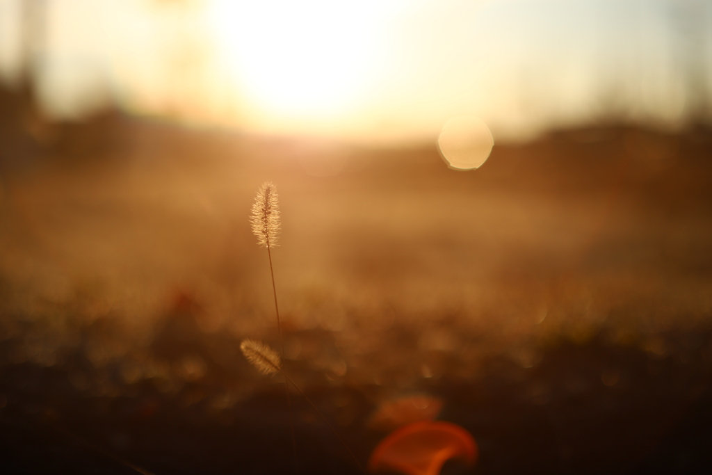 ねこじゃらしとシュリケンぼけ