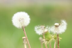 蒲公英その2