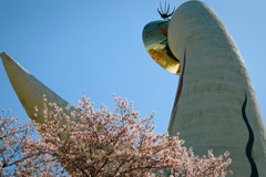 根付く 55年