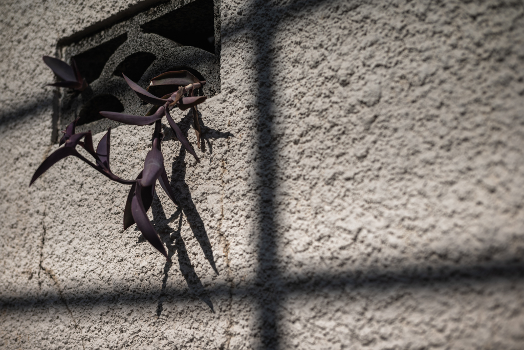 お出かけ あみだくじ