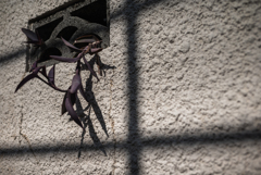 お出かけ あみだくじ