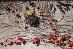 KING レッドカーペット