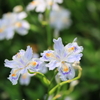 シャガの花