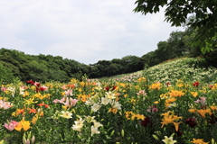 ゆりの園