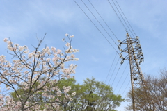 桜と鉄塔