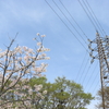 桜と鉄塔