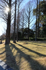 冬の公園