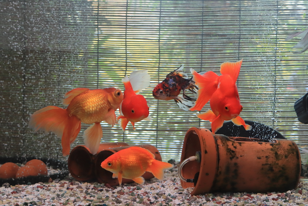 金魚
