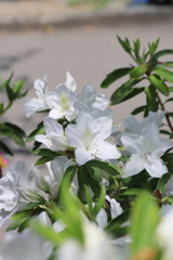 白いさつき
