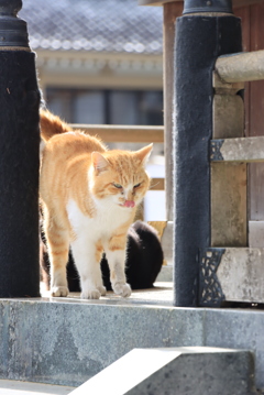 ぺろり
