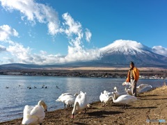 山中湖のほとりで白鳥に餌をあげるスタッフ