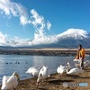 山中湖のほとりで白鳥に餌をあげるスタッフ