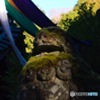 箱根神社内の狛犬