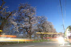 夜桜