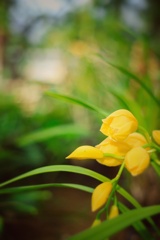 黄色の花