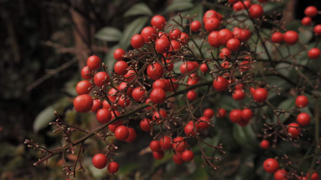 葛城一言主神社