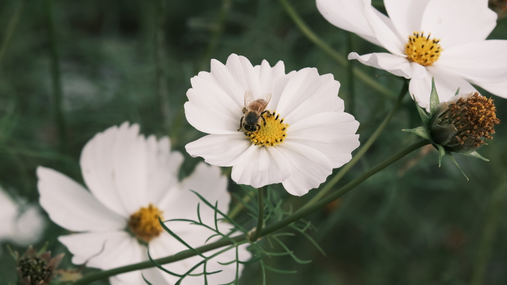 秋の名残コスモス