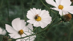 秋の名残コスモス