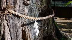 和歌山県紀の川市西川原 賀茂神社の大銀杏