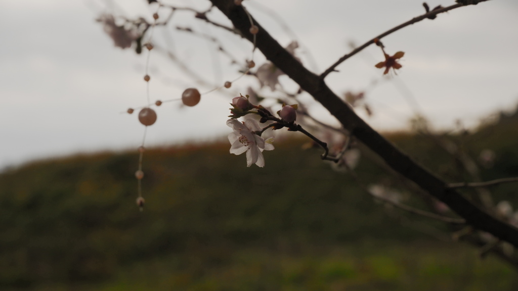 葛城一言主神社
