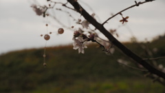 葛城一言主神社