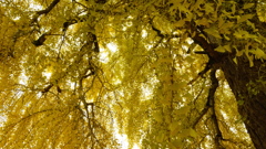 丹生酒殿神社の大銀杏