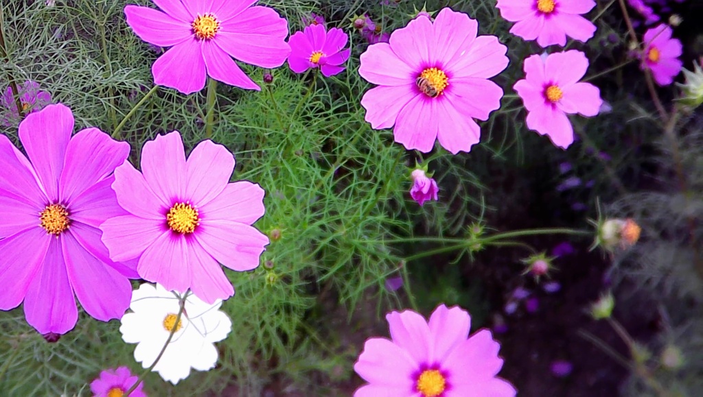 自作改造カメラ