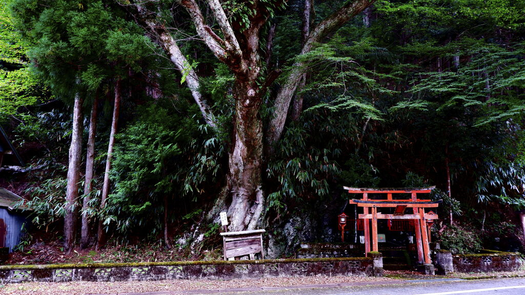 奈良県野迫川村柞原